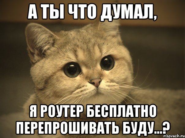 а ты что думал, я роутер бесплатно перепрошивать буду...?, Мем Пидрила ебаная котик