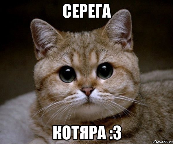 серега котяра :3, Мем Пидрила Ебаная