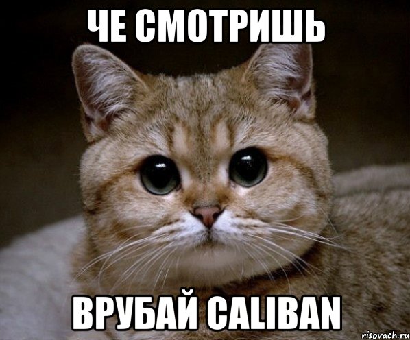 че смотришь врубай caliban, Мем Пидрила Ебаная