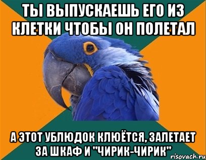 ты выпускаешь его из клетки чтобы он полетал а этот ублюдок клюётся, залетает за шкаф и "чирик-чирик", Мем Попугай параноик