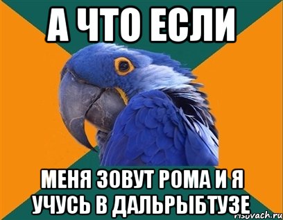 а что если меня зовут рома и я учусь в дальрыбтузе, Мем Попугай параноик