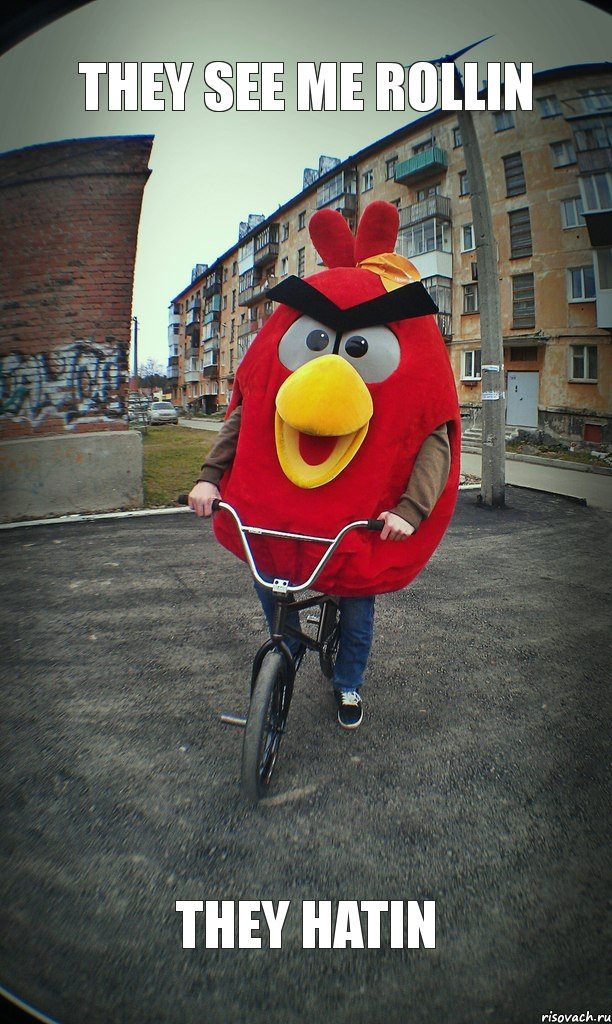 they see me rollin they hatin, Комикс  Angry bird на велике