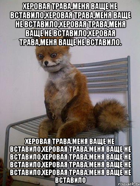 херовая трава,меня ваще не вставило,херовая трава,меня ваще не вставило,херовая трава,меня ваще не вставило,херовая трава,меня ваще не вставило. херовая трава,меня ваще не вставило,херовая трава,меня ваще не вставило,херовая трава,меня ваще не вставило,херовая трава,меня ваще не вставило,херовая трава,меня ваще не вставило, Мем Упоротая лиса