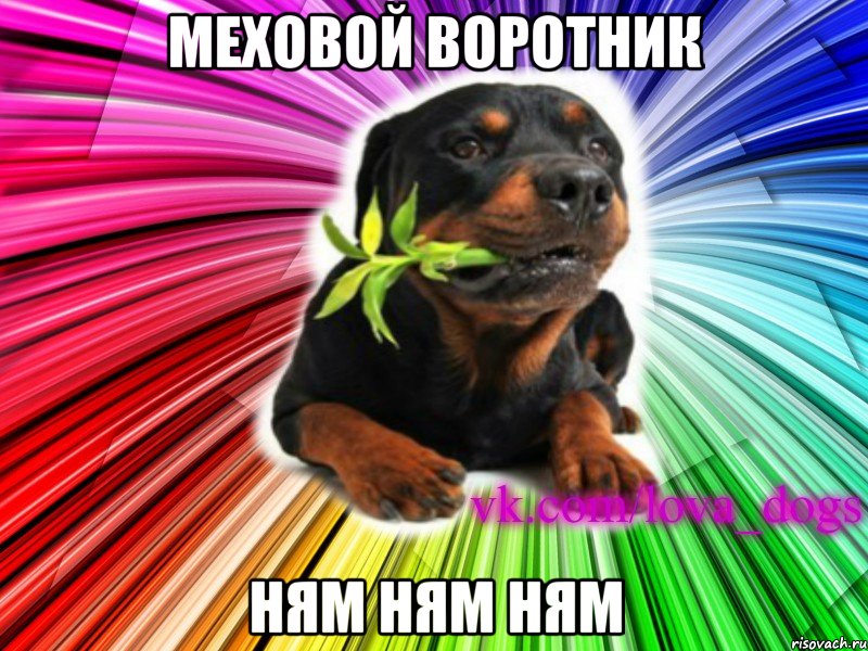 меховой воротник ням ням ням, Мем Я твоя собака