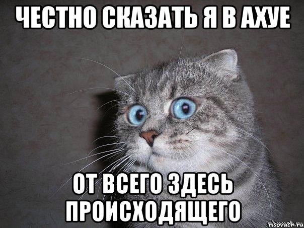 честно сказать я в ахуе от всего здесь происходящего, Мем  удивлённый кот