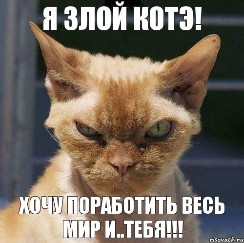 Я злой котэ! Хочу ПОРАБОТИТЬ весь мир и..ТЕБЯ!!!