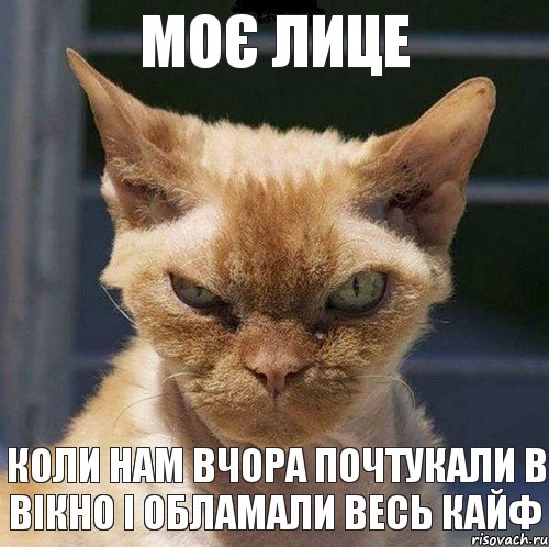 моє лице коли нам вчора почтукали в вікно і обламали весь кайф, Комикс  злой кот