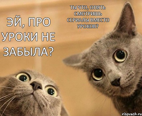 Эй, про уроки не забыла? Ты что, опять смотришь сериалы вместо уроков?, Комикс  2 кота