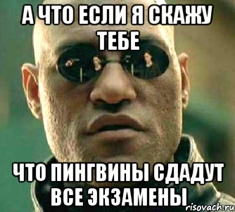 а что если я скажу тебе что пингвины сдадут все экзамены, Мем  а что если я скажу тебе