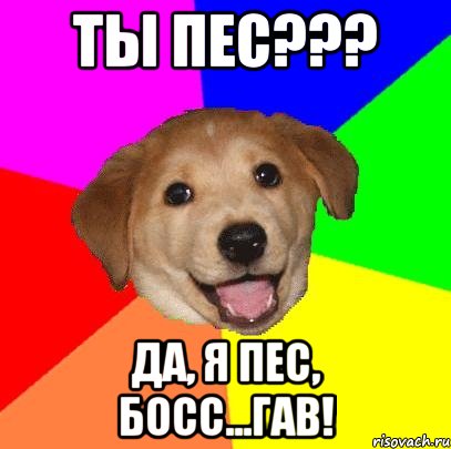 ты пес??? да, я пес, босс...гав!