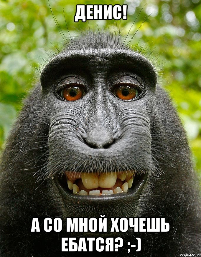 денис! а со мной хочешь ебатся? ;-), Мем  Довольная обезьяна