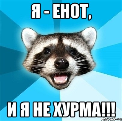 я - енот, и я не хурма!!!, Мем Енот-Каламбурист