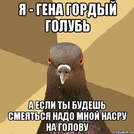 я - гена гордый голубь а если ты будешь смеяться надо мной насру на голову, Мем голубь