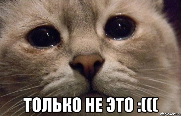  только не это :(((, Мем   В мире грустит один котик