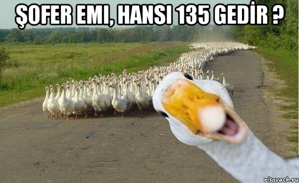 şofer emi, hansı 135 gedİr ? , Мем гуси