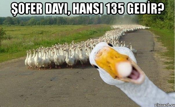 şofer dayı, hansı 135 gedİr? , Мем гуси