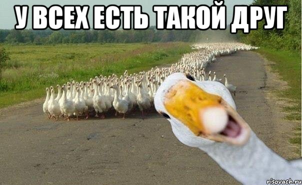 у всех есть такой друг , Мем гуси