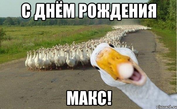 с днём рождения макс!, Мем гуси