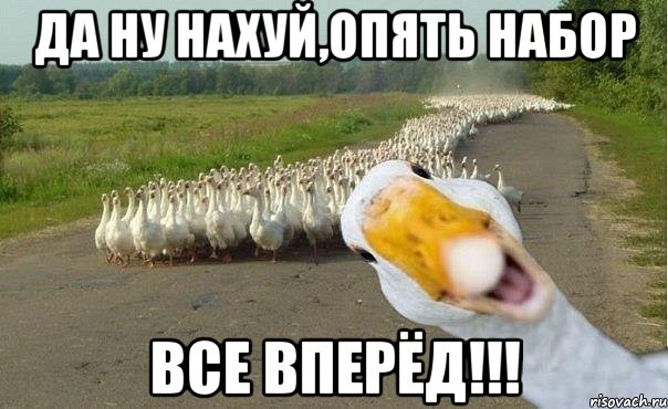 да ну нахуй,опять набор все вперёд!!!, Мем гуси