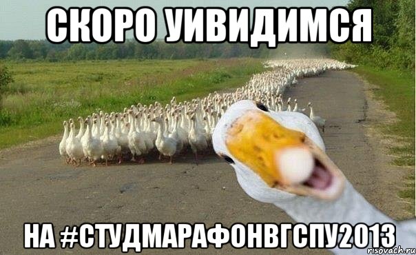 скоро уивидимся на #студмарафонвгспу2013, Мем гуси