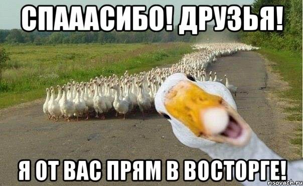 спааасибо! друзья! я от вас прям в восторге!, Мем гуси