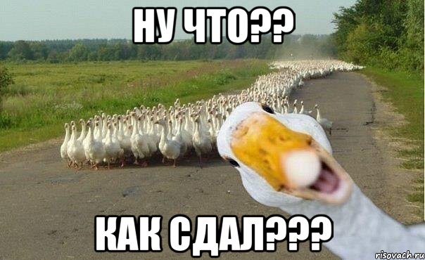 ну что?? как сдал???, Мем гуси