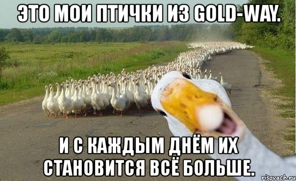 это мои птички из gold-way. и с каждым днём их становится всё больше., Мем гуси