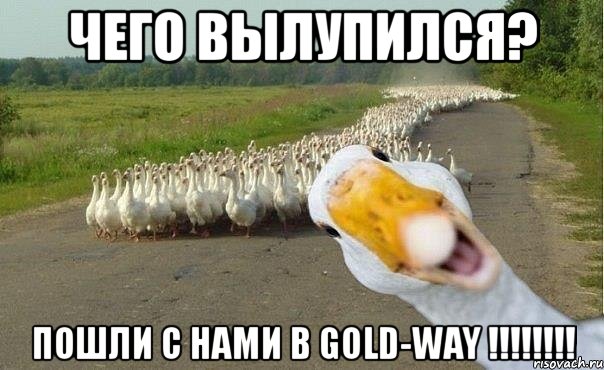 чего вылупился? пошли с нами в gold-way !!!, Мем гуси