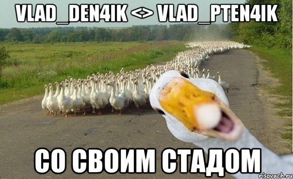 vlad_den4ik <> vlad_pten4ik со своим стадом, Мем гуси