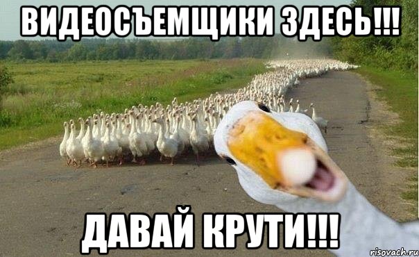 видеосъемщики здесь!!! давай крути!!!, Мем гуси