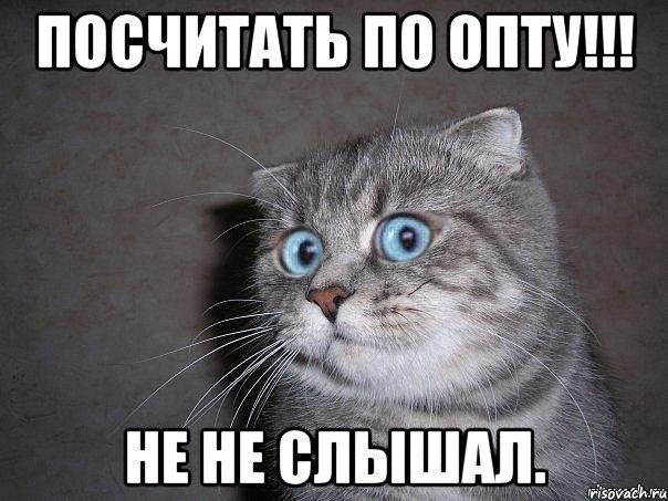 посчитать по опту!!! не не слышал., Мем  удивлённый кот