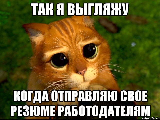 так я выгляжу когда отправляю свое резюме работодателям, Мем кот из шрека