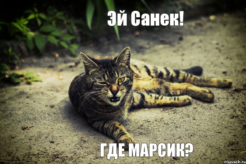 Эй Санек! Где Марсик?, Комикс кот