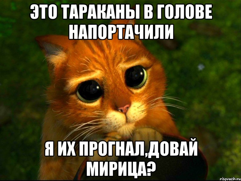 это тараканы в голове напортачили я их прогнал,довай мирица?, Мем кот из шрека