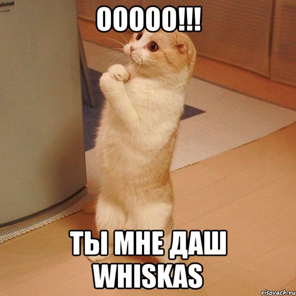 ооооо!!! ты мне даш whiskas, Мем  котэ молится