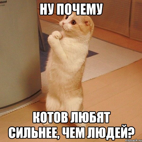 ну почему котов любят сильнее, чем людей?, Мем  котэ молится