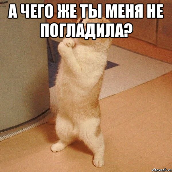 а чего же ты меня не погладила? , Мем  котэ молится