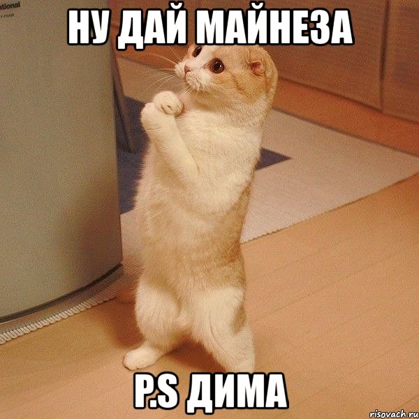 ну дай майнеза p.s дима, Мем  котэ молится