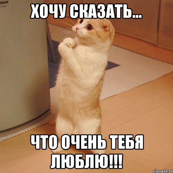 хочу сказать... что очень тебя люблю!!!, Мем  котэ молится