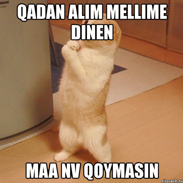 qadan alim mellime dinen maa nv qoymasin, Мем  котэ молится