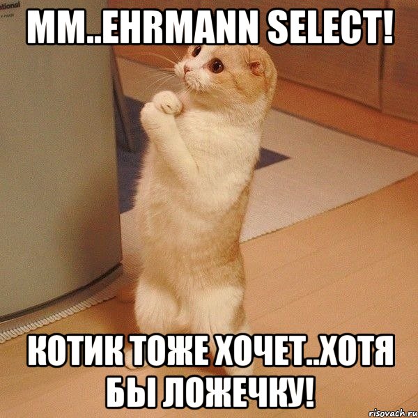 мм..ehrmann select! котик тоже хочет..хотя бы ложечку!, Мем  котэ молится