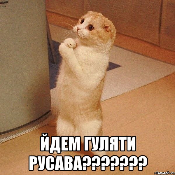  йдем гуляти русава???, Мем  котэ молится