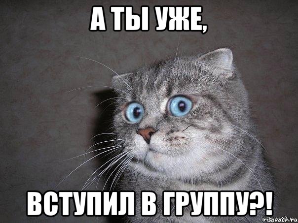 а ты уже, вступил в группу?!, Мем  удивлённый кот