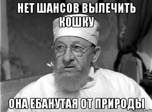 нет шансов вылечить кошку она ебанутая от природы, Мем Профессор Преображенский