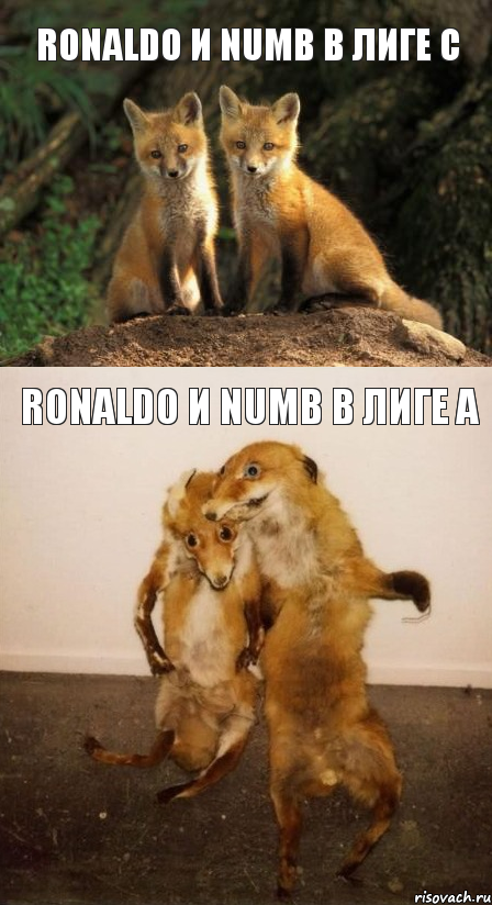 RonaLDo и Numb в лиге С RonaLDo и Numb в лиге А, Комикс Лисицы