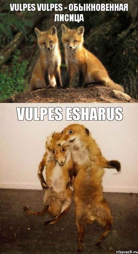 Vulpes vulpes - обыкновенная лисица Vulpes ESHARUS, Комикс Лисицы