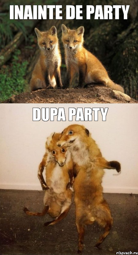 Inainte de party Dupa party, Комикс Лисицы