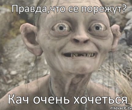 Кач очень хочеться Правда,что се порежут?