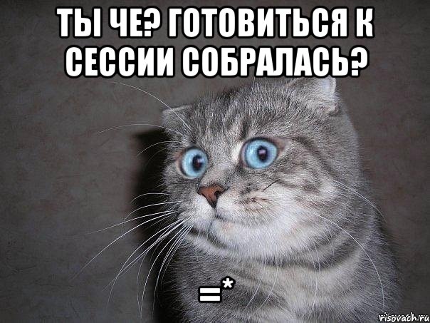 ты че? готовиться к сессии собралась? =*, Мем  удивлённый кот