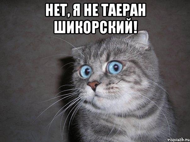 нет, я не таеран шикорский! , Мем  удивлённый кот